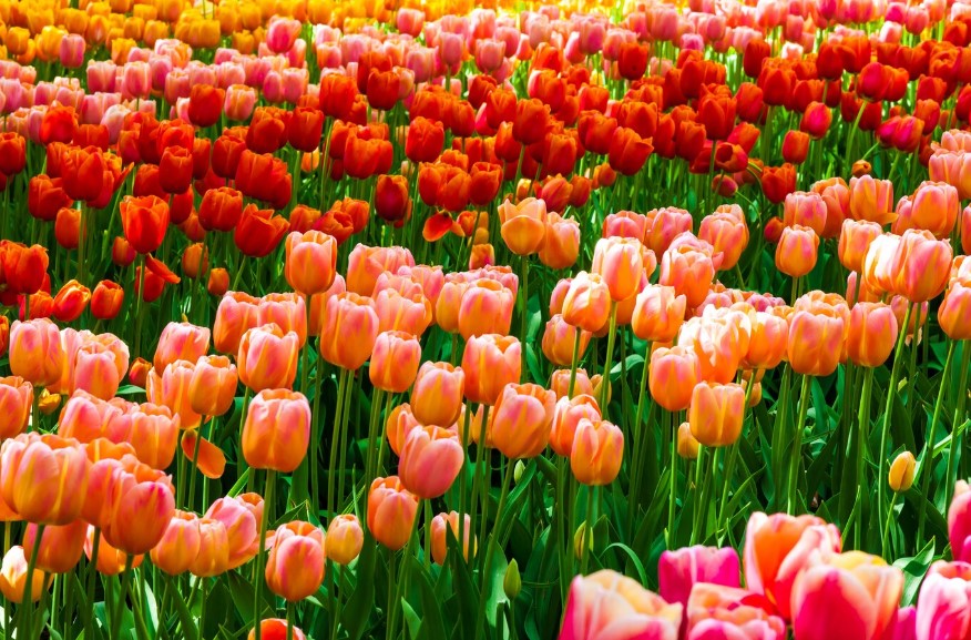 Deretan Festival di Turki yang Perlu Diikuti